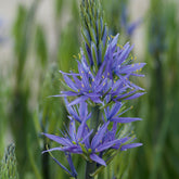 3 Camassies de Leichtlin à fleurs bleues - Camassia 'leichtlinii' subsp. suksdorfii - Plantes