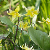 Erythrone Pagoda - Erythronium 'pagoda' - Plantes