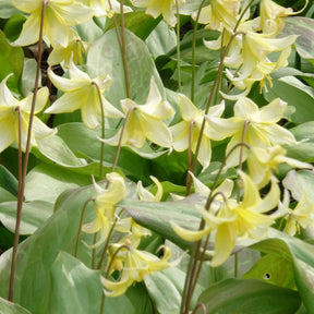 Erythrone Pagoda - Erythronium 'pagoda' - Bulbes à fleurs