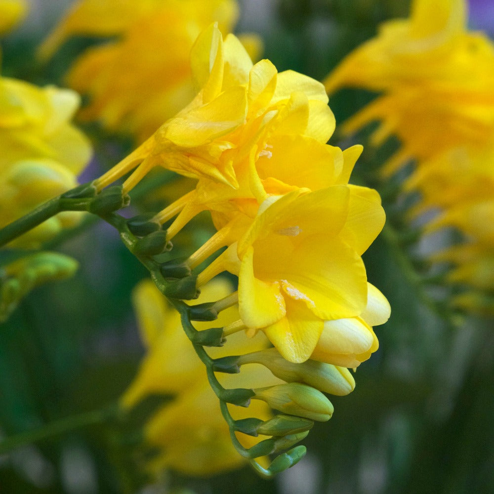 15 Freesia yellow - Freesia 'yellow' - Plantes