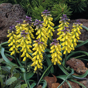 5 Muscaris jaune Golden Fragrance - Muscari macrocarpum 'golden fragrance' - Plantes