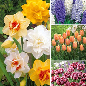 120 bulbes multicolores - Plantes