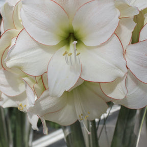 Amaryllis Picotee - Hippeastrum picotee - Plantes