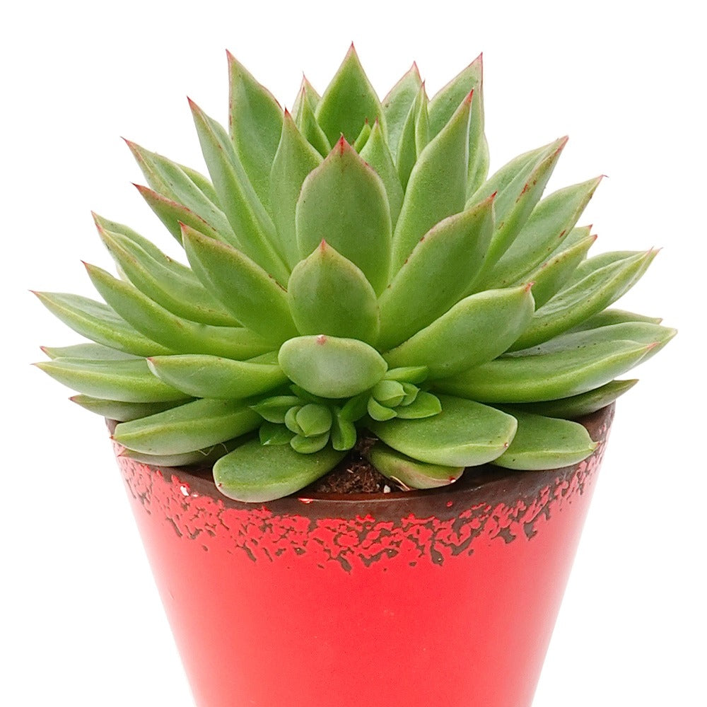 Echeveria agavoides - Echeveria agavoides - Plantes d'intérieur