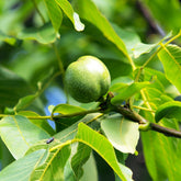 Noyer Commun - Juglans regia