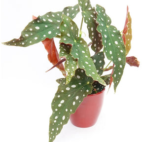 Tamaya - Begonia maculata - Plantes