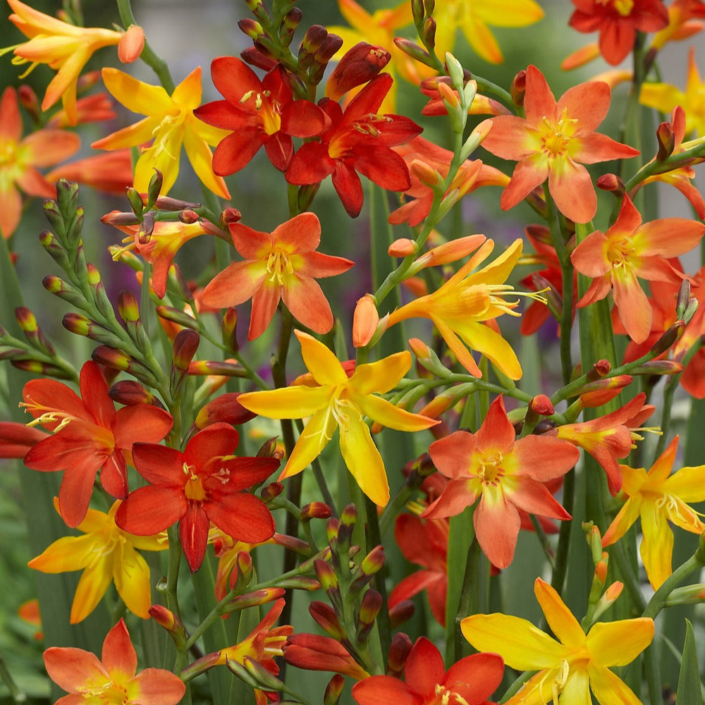 30 Crocosmias en mélange - Crocosmia