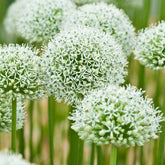 2 Alliums Mount Everest  - Allium stipitatum mount everest - Allium