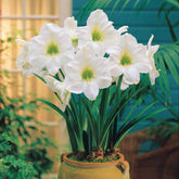 Amaryllis blanc - Amaryllis white christmas - Amaryllis