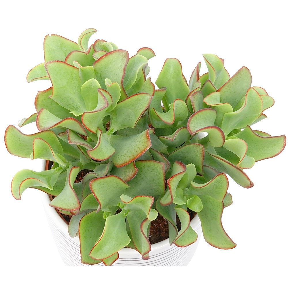 Crassula Arborescens 'Curly Green' - Crassula Arb. Curly Green