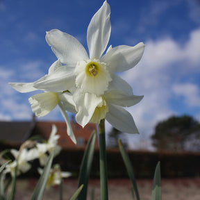 5 Narcisses Thalia - Narcissus 'thalia' - Narcisse