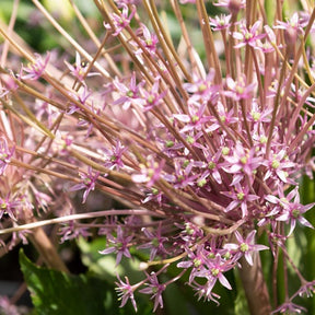 5 Alliums Schubertii - Allium schubertii - Bulbes à fleurs