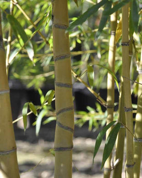 Bambou Phyllostachys aurea Holochrysa 7L - Bambous - Phyllostachys aurea Holochrysa