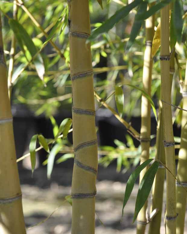 Bambou Phyllostachys aurea Holochrysa 7L - Bambous - Phyllostachys aurea Holochrysa