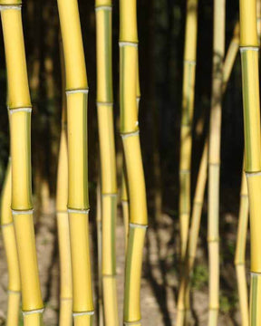 Bambou Phyllostachys aureocaulis Spectabilis 15L pour votre jardin réf 020264 - Bambous - Phyllostachys aureocaulis Spectabilis