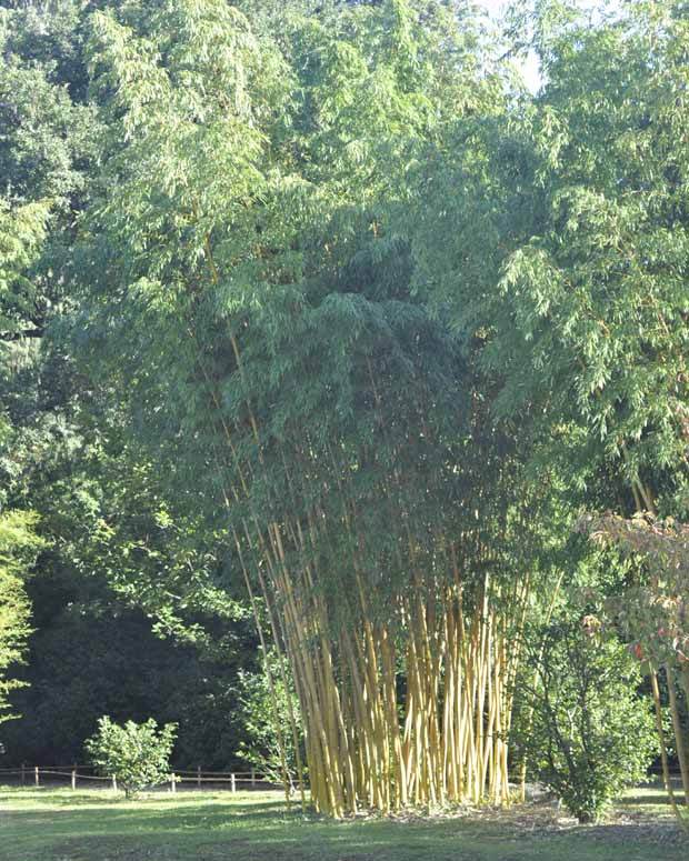 Bambou Phyllostachys vivax aureocaulis 7L - Arbustes - Phyllostachys vivax aureocaulis