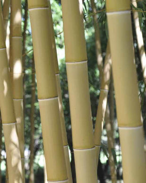 Bambou Phyllostachys vivax aureocaulis 7L - Bambous - Phyllostachys vivax aureocaulis