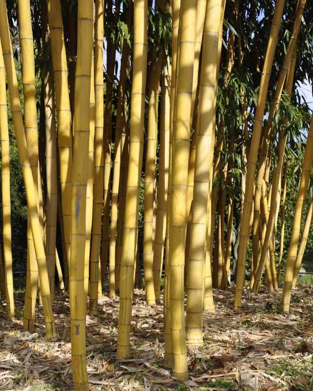 Bambou Phyllostachys vivax aureocaulis 7L - jardins - Phyllostachys vivax aureocaulis