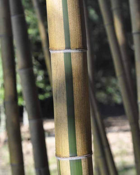 Bambou Phyllostachys vivax aureocaulis 7L - Plantes - Phyllostachys vivax aureocaulis