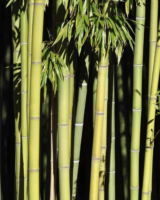 Bambou Phyllostachys viridiglaucescens 15L pour votre jardin réf 020328 - Bambous - Phyllostachys viridiglaucescens