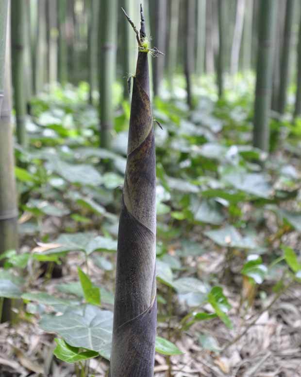 Bambou Phyllostachys viridiglaucescens 15L pour votre jardin réf 020328 - jardins - Phyllostachys viridiglaucescens