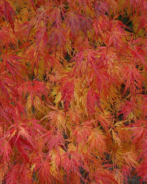 Erable Acer palmatum Seiryu 15L - Erable - Acer palmatum Seiryu