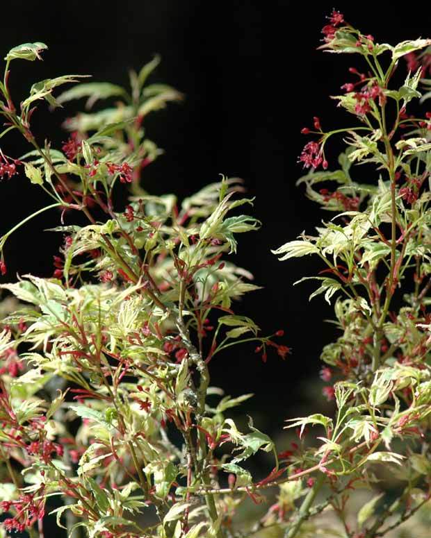 Erable Acer palmatum Butterfly 15L - Erable - Acer palmatum Butterfly