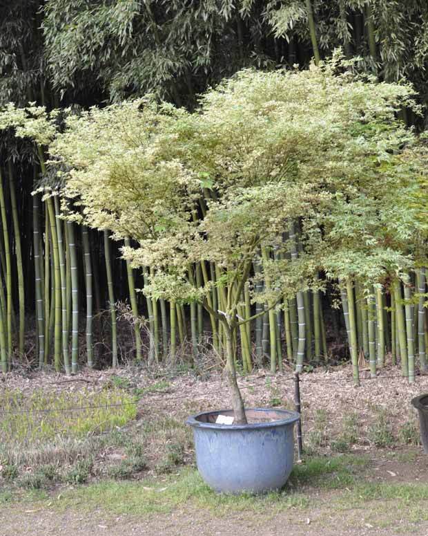 Erable Acer palmatum Butterfly 15L - Arbres - Acer palmatum Butterfly