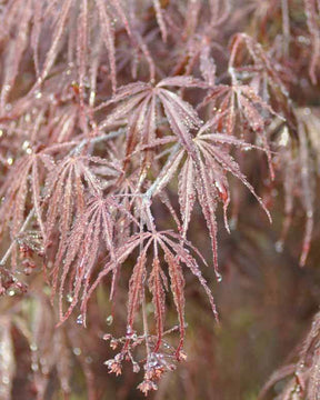 Erable Acer palmatum Dissectum Garnet 15L - Erable - Acer palmatum Dissectum Garnet