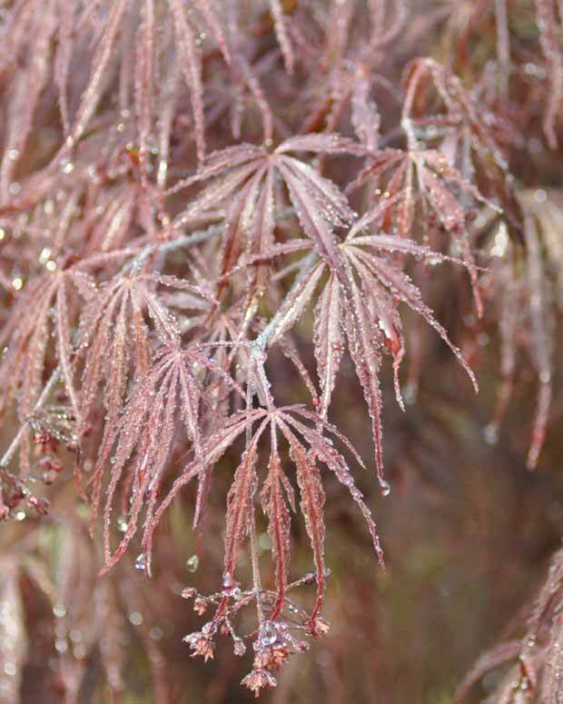 Erable Acer palmatum Dissectum Garnet 15L - Erable - Acer palmatum Dissectum Garnet