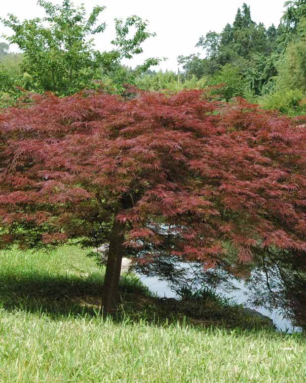 Erable Acer palmatum Dissectum Garnet 15L - Arbres - Acer palmatum Dissectum Garnet