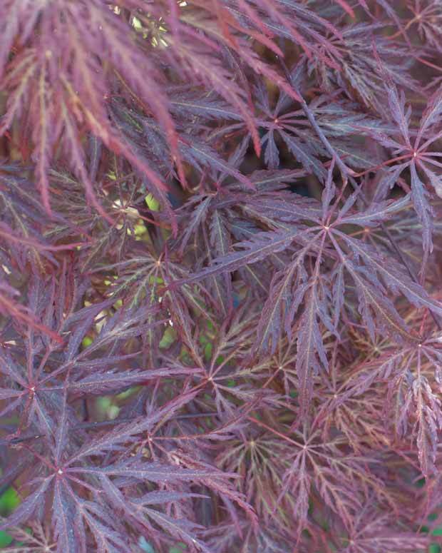 Erable Acer palmatum Dissectum Inaba Shidare 15L - Erable - Acer palmatum Dissectum Inaba Shidare