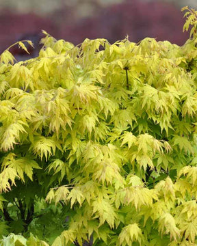 Erable Acer palmatum Orange dream 15L - Erable - Acer palmatum Orange dream