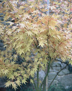 Erable Acer palmatum Orange dream 15L - Arbres - Acer palmatum Orange dream