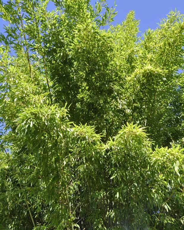 Bambou Phyllostachys rubromarginata 30L pour votre jardin réf 020295 - Bambous - Phyllostachys rubromarginata