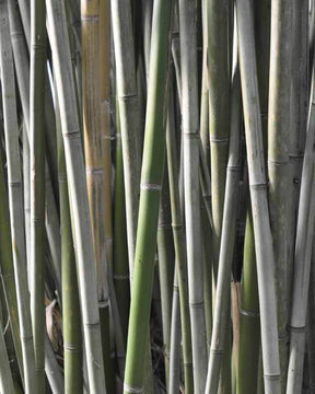 Bambou Phyllostachys rubromarginata 30L pour votre jardin réf 020295 - Arbustes - Phyllostachys rubromarginata