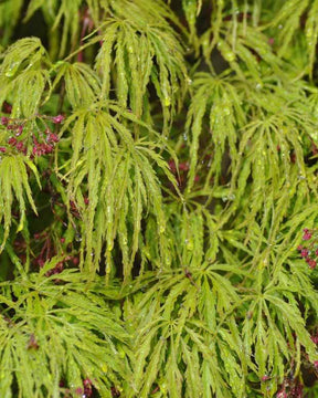 Erable Acer palmatum Dissectum Viridis 15L - Erable - Acer palmatum Dissectum Viridis