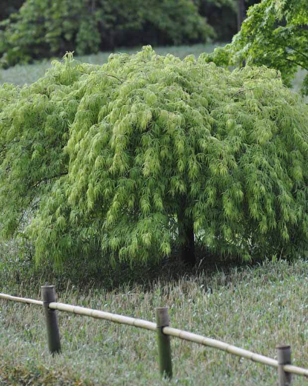 Erable Acer palmatum Dissectum Viridis 15L - Arbres - Acer palmatum Dissectum Viridis