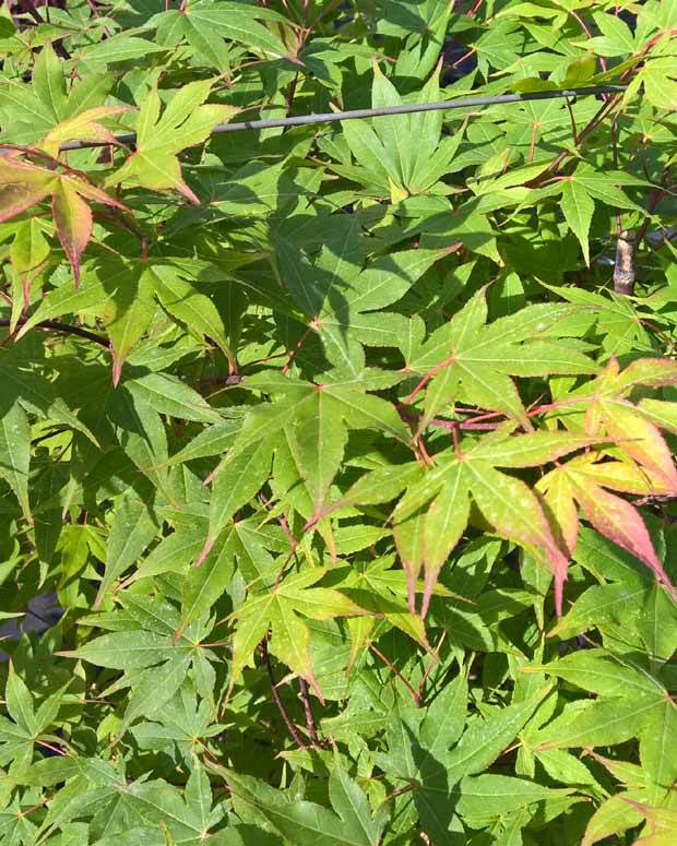 Erable Acer palmatum Ozakasuki 15L - Arbres - Acer palmatum Ozakasuki