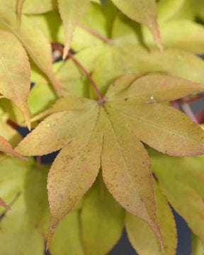 Erable Acer palmatum Ozakasuki 15L - jardins - Acer palmatum Ozakasuki