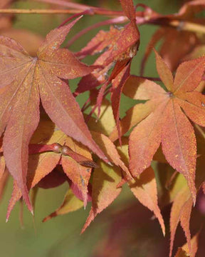 Erable Acer palmatum Ozakasuki 15L - Erable - Acer palmatum Ozakasuki