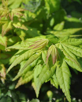 Erable Acer palmatum Aureum 15L - Erable - Acer palmatum Aureum