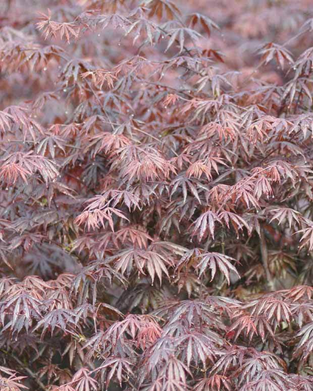 Erable Acer palmatum Trompenburg 15L - Arbres - Acer palmatum Trompenburg