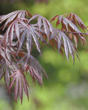 Erable Acer palmatum Trompenburg 15L - Erable - Acer palmatum Trompenburg