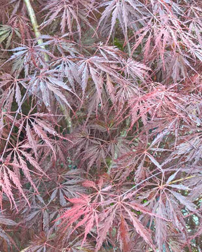 Erable Acer palmatum Dissectum Tamukeyama 15L - Arbres - Acer palmatum Dissectum Tamukeyama