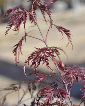 Erable Acer palmatum Dissectum Tamukeyama 15L - Erable - Acer palmatum Dissectum Tamukeyama