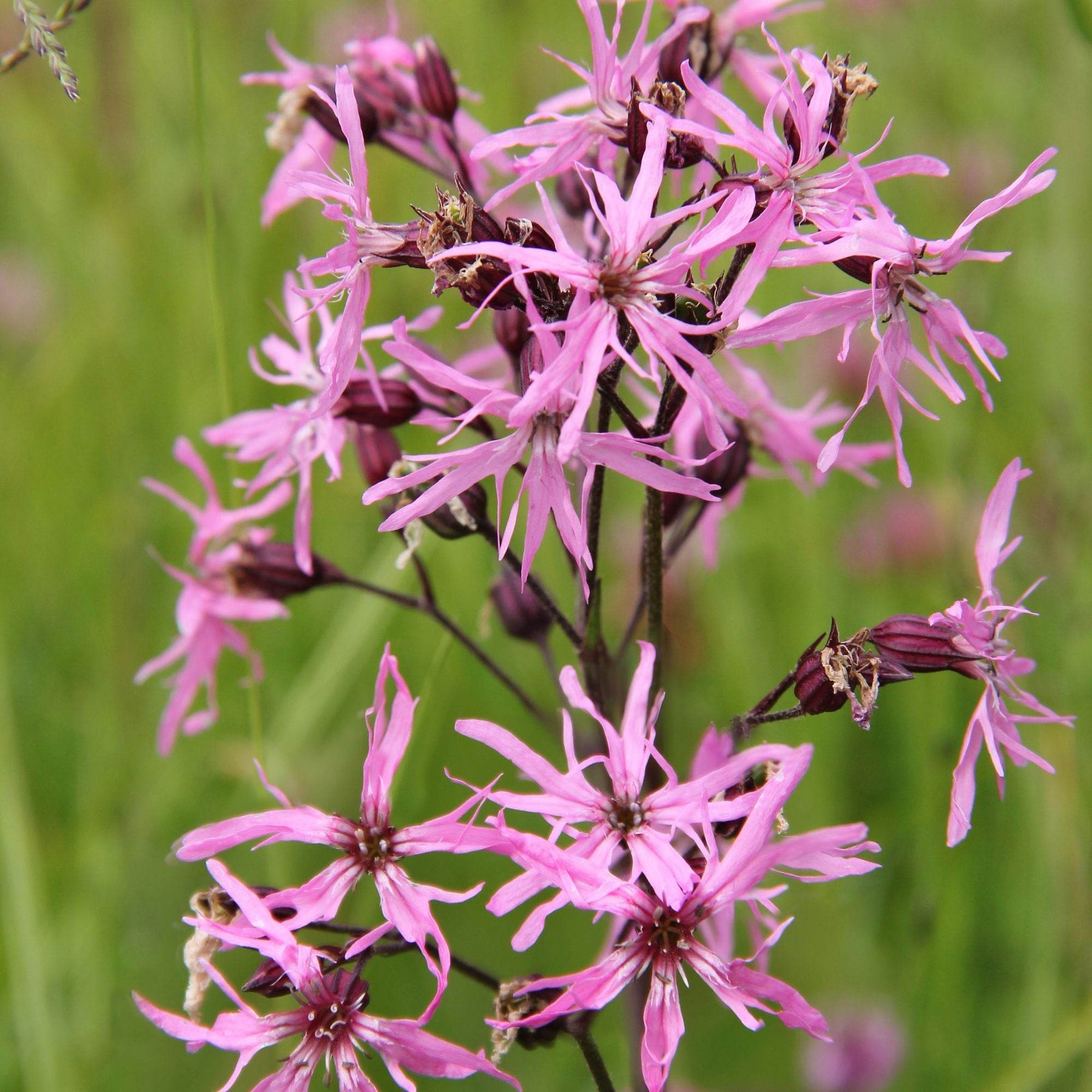 3 Lychnis flos-cuculi - Œillets des près - Lychnis flos-cuculi - Plantes