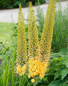 Lis des steppes - Fleurs vivaces - Eremurus bungei 