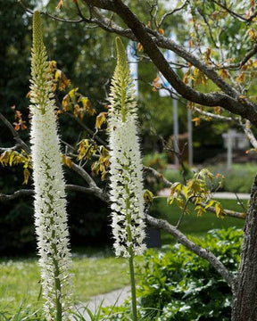 Lis des steppes White Romance - Fleurs vivaces - Eremurus White romance 