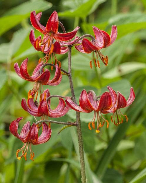 Lys Claude Shride - Bulbes à fleurs - Lilium Claude shride 